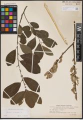 Foto von Salix cinerea L.